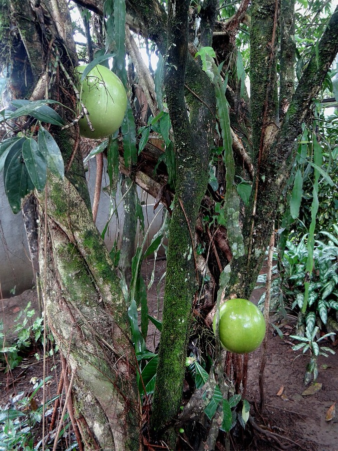 Ảnh minh hoạ Đào Tiên (Crescentia cujete) 5