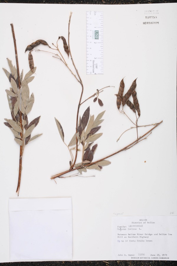 Ảnh minh hoạ Đậu Chiều (Cajanus indicus) 4
