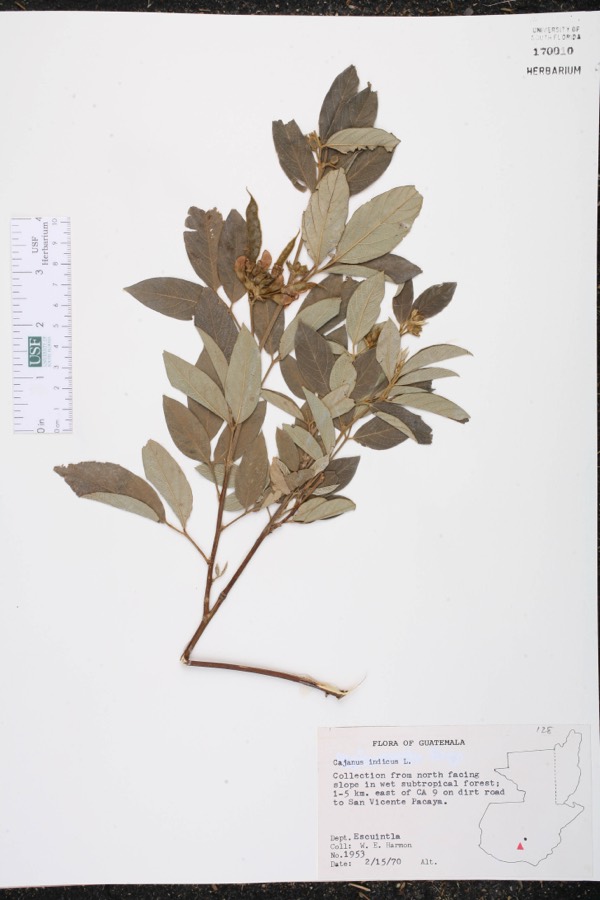 Ảnh minh hoạ Đậu Chiều (Cajanus indicus) 5