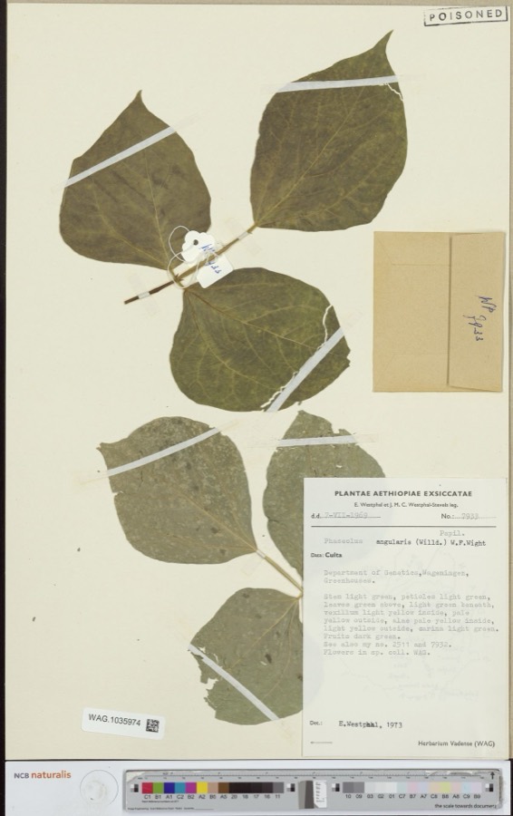 Ảnh minh hoạ Đậu Đỏ Nhỏ (Phaseolus angularis) 4