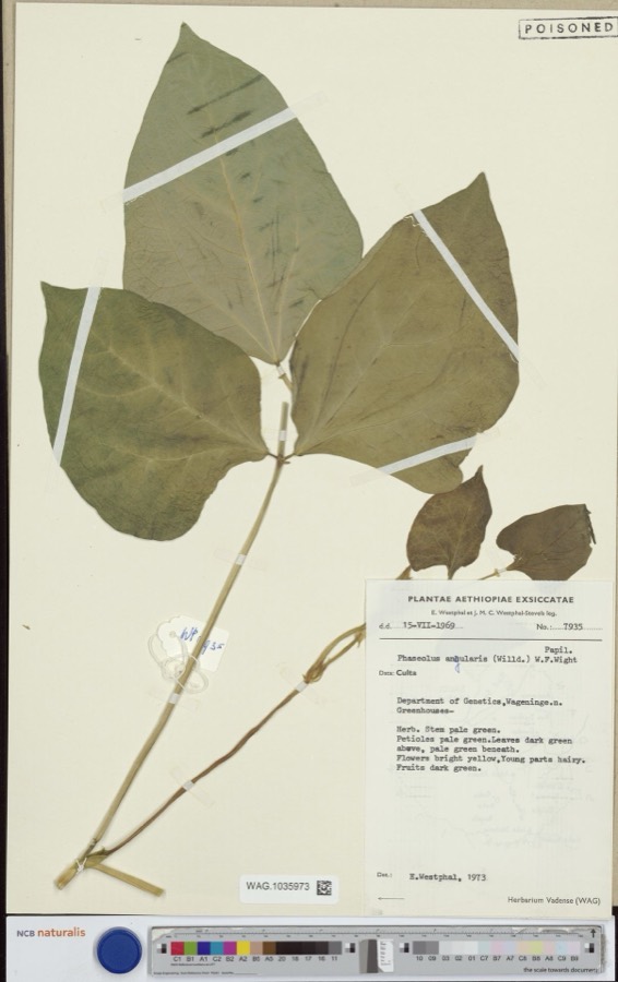 Ảnh minh hoạ Đậu Đỏ Nhỏ (Phaseolus angularis) 5