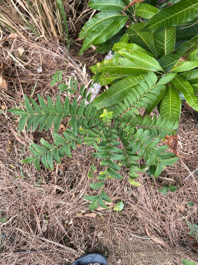 Ảnh minh hoạ Dầu Gia Xoan (Clausena excavata) 4