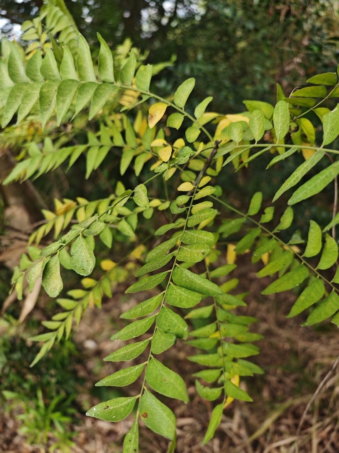 Ảnh minh hoạ Dầu Gia Xoan (Clausena excavata) 5