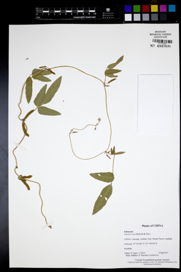 Ảnh minh hoạ Đậu Nành (Glycine soja) 4