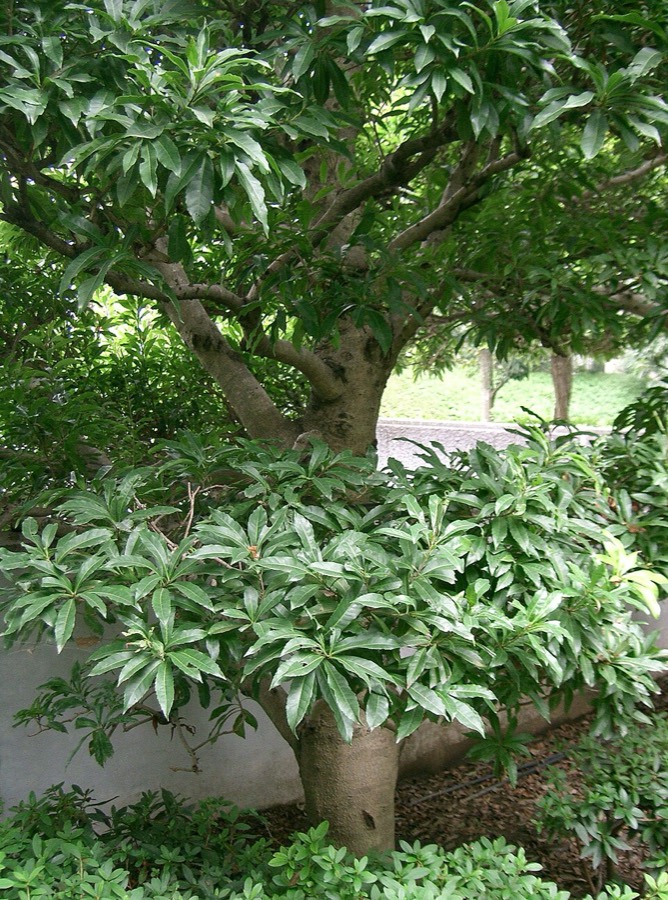 Ảnh minh hoạ Dâu Rượu (Myrica rubra) 4