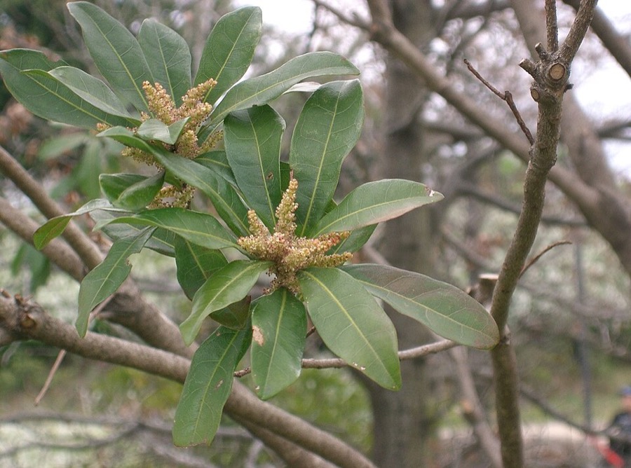 Ảnh minh hoạ Dâu Rượu (Myrica rubra) 5
