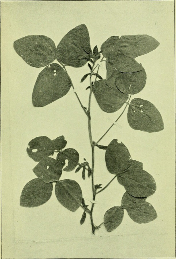 Ảnh minh hoạ Đậu Sị (Douchi) 4