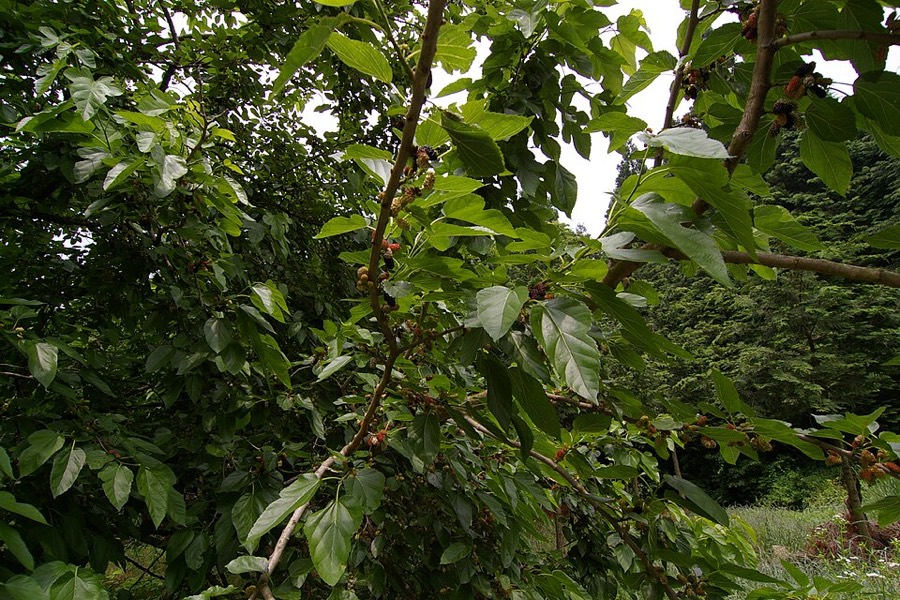 Ảnh minh hoạ Dâu Tằm (Morus alba) 5