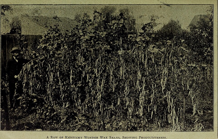 Ảnh minh hoạ Đậu Xanh (Phaseolus aureus) 1