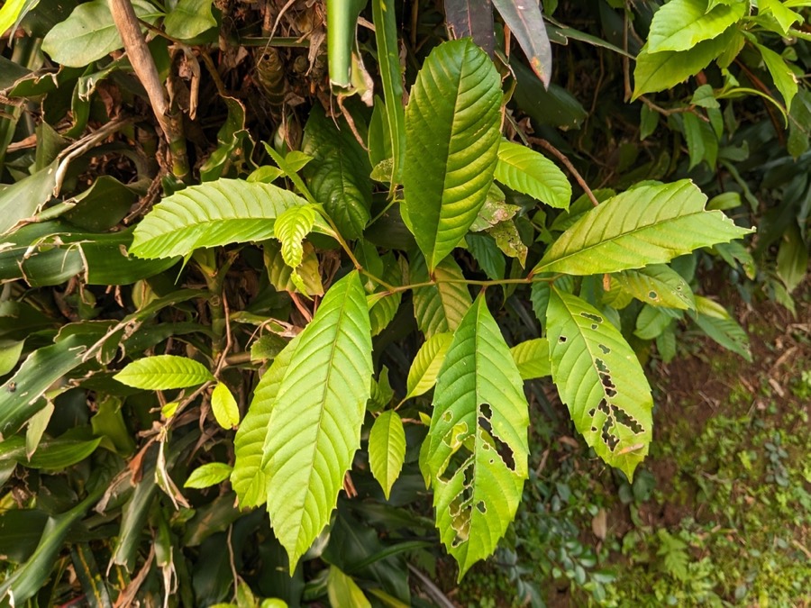 Ảnh minh hoạ Dây Chặc Chìu (Tetracera scandens) 2