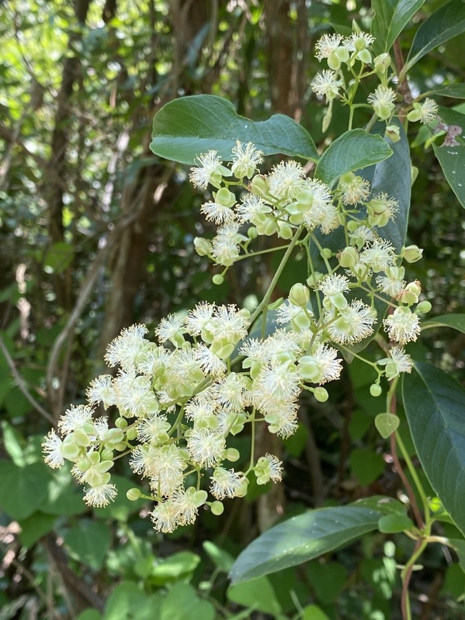 Ảnh minh hoạ Dây Chặc Chìu (Tetracera scandens) 3
