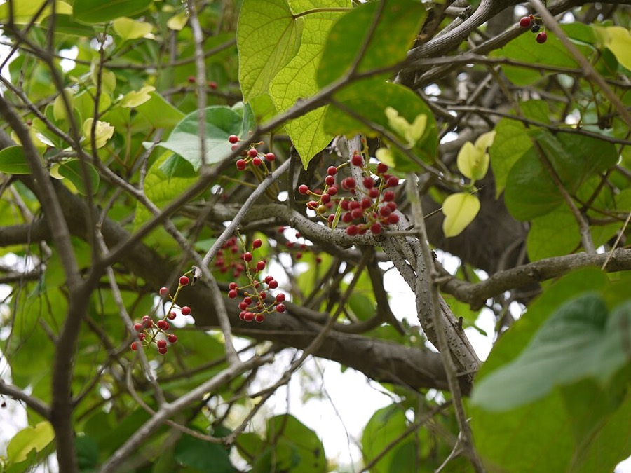 Ảnh minh hoạ Dây Đau Xương (Tinospora sinensis) 4