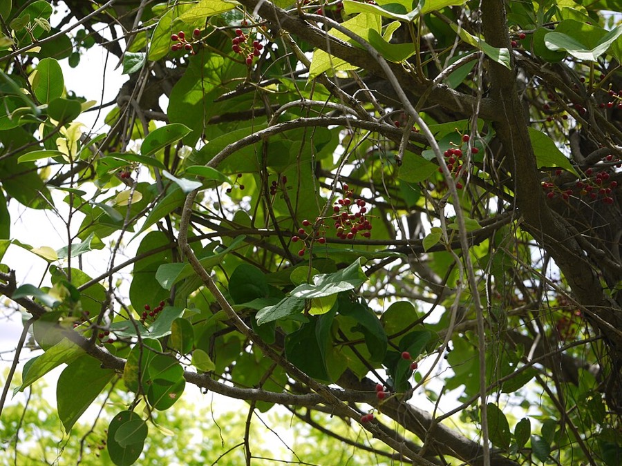 Ảnh minh hoạ Dây Đau Xương (Tinospora sinensis) 5