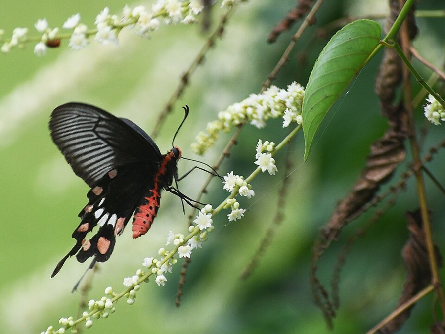 Ảnh minh hoạ Dây Đòn Gánh (Gouania leptostachya) 5