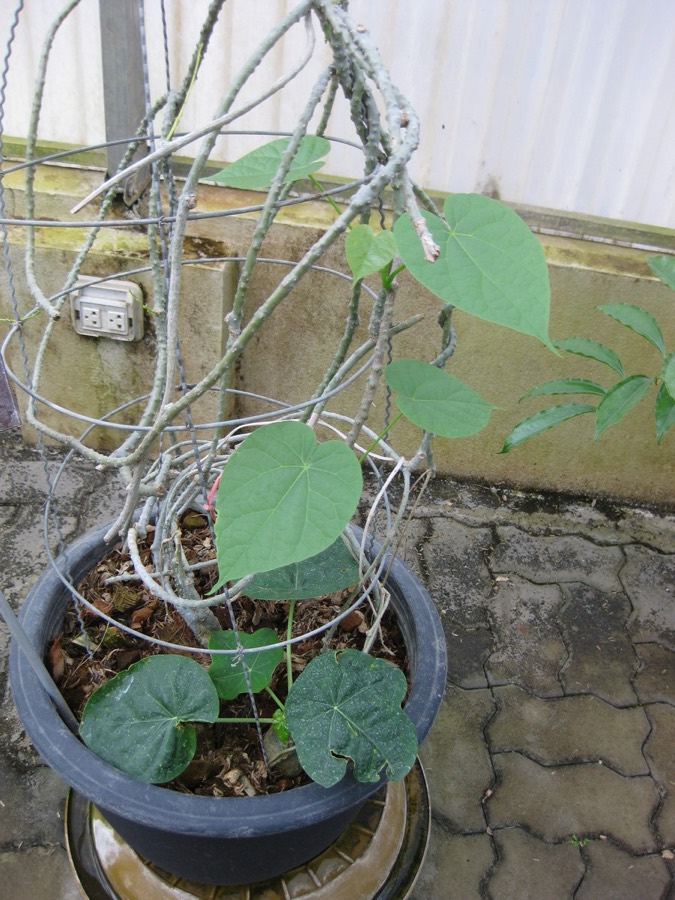 Ảnh minh hoạ Dây Ký Ninh (Tinospora crispa) 1