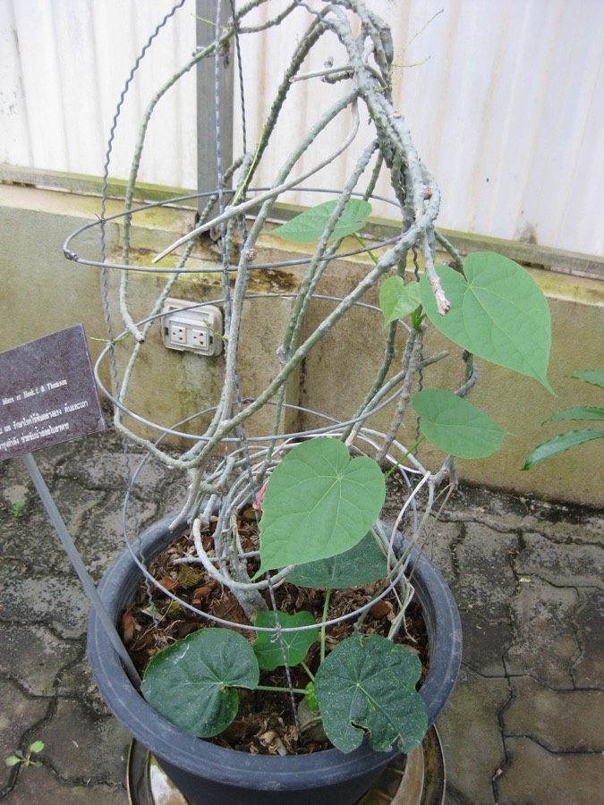 Ảnh minh hoạ Dây Ký Ninh (Tinospora crispa) 2