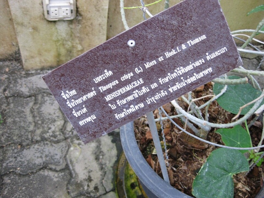 Ảnh minh hoạ Dây Ký Ninh (Tinospora crispa) 3