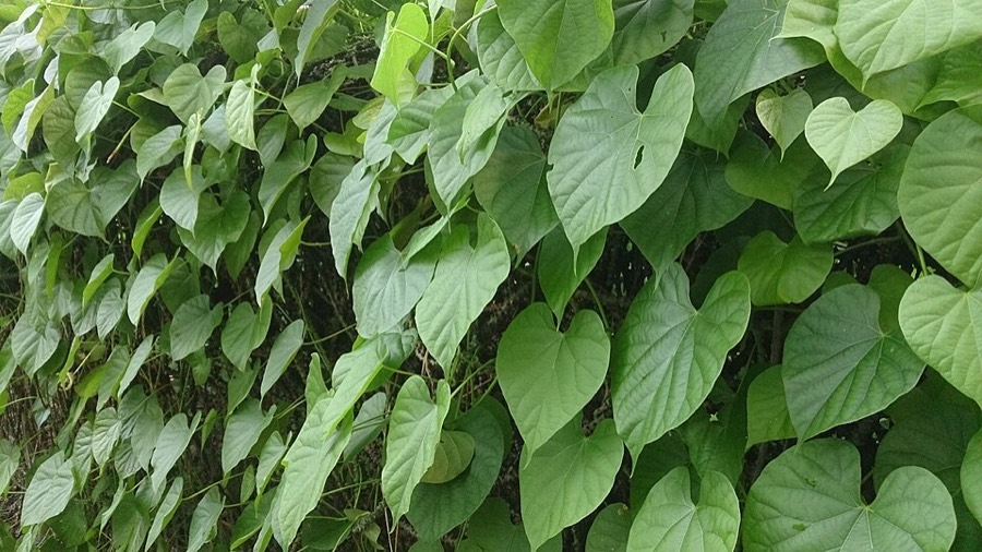 Ảnh minh hoạ Dây Ký Ninh (Tinospora crispa) 4