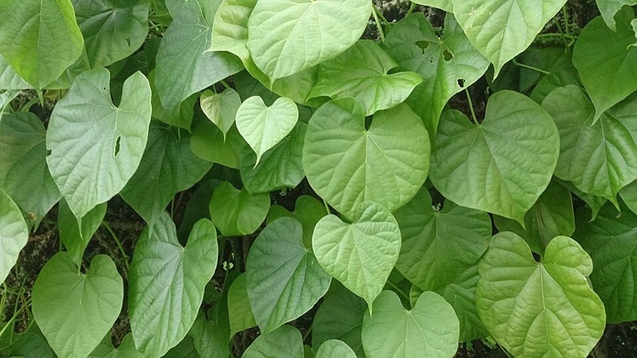 Ảnh minh hoạ Dây Ký Ninh (Tinospora crispa) 5