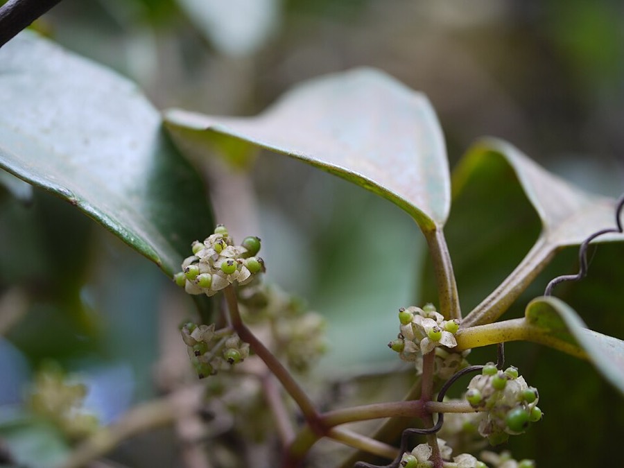 Ảnh minh hoạ Dây Quai Bị (Tetrastigma strumarium) 4