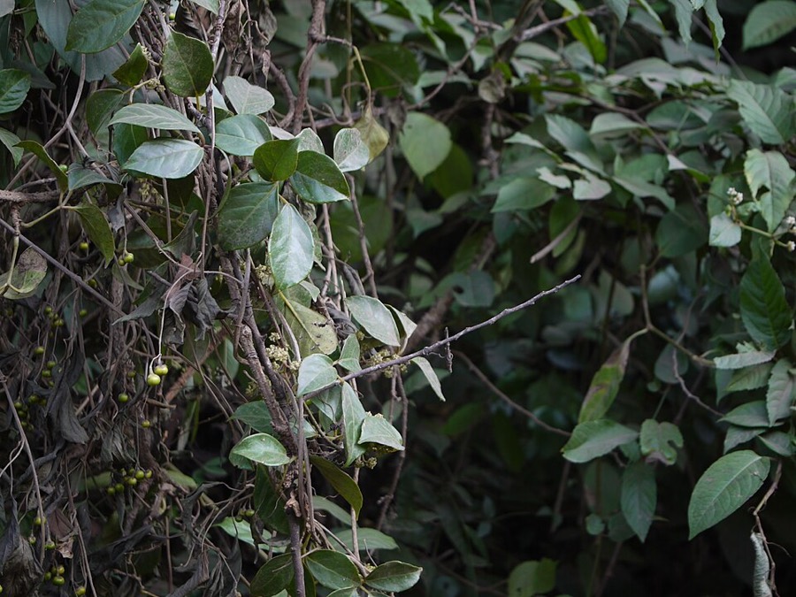 Ảnh minh hoạ Dây Quai Bị (Tetrastigma strumarium) 5