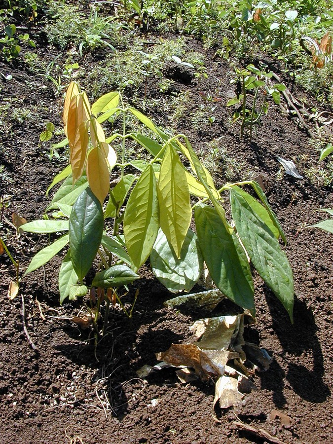 Ảnh minh hoạ Dây Thuốc Cá (Derris elliptica) 4