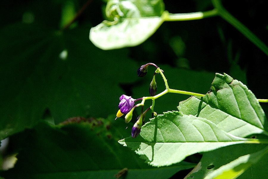 Ảnh minh hoạ Dây Toàn (Solanum dulcamara) 4