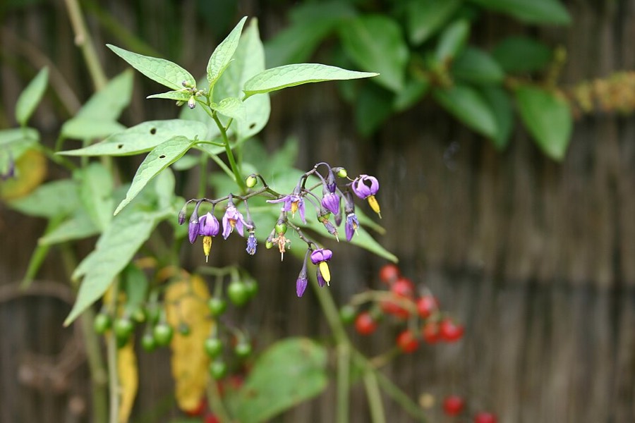 Ảnh minh hoạ Dây Toàn (Solanum dulcamara) 5