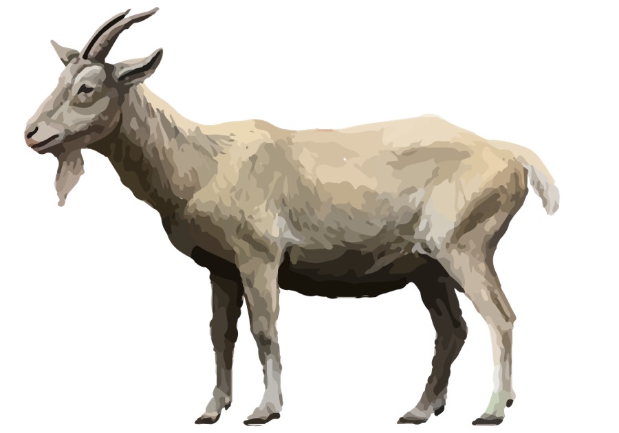 Ảnh minh hoạ Dê (Capra hircus) 1