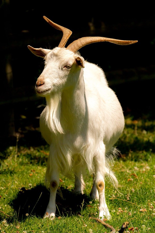 Ảnh minh hoạ Dê (Capra hircus) 2