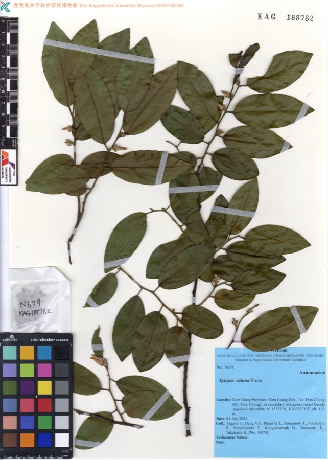 Ảnh minh hoạ Dẻn (Xylopia vielana) 1