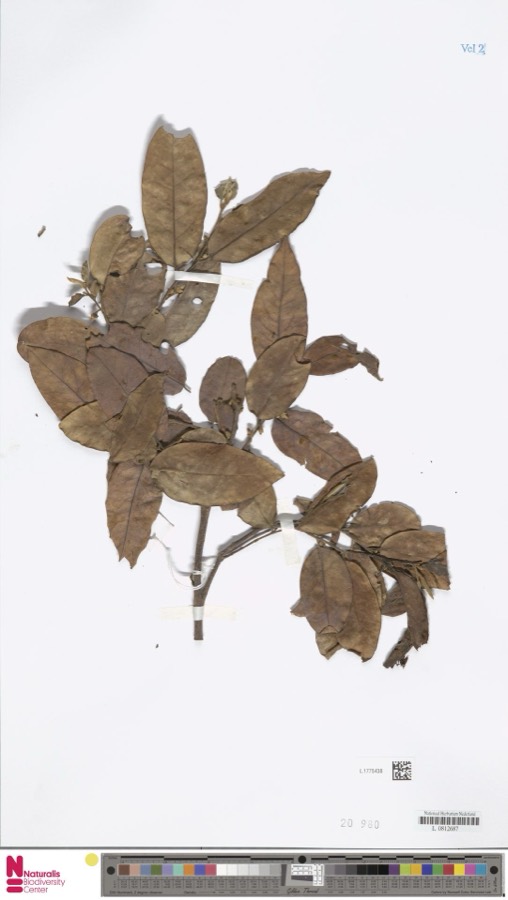 Ảnh minh hoạ Dẻn (Xylopia vielana) 2