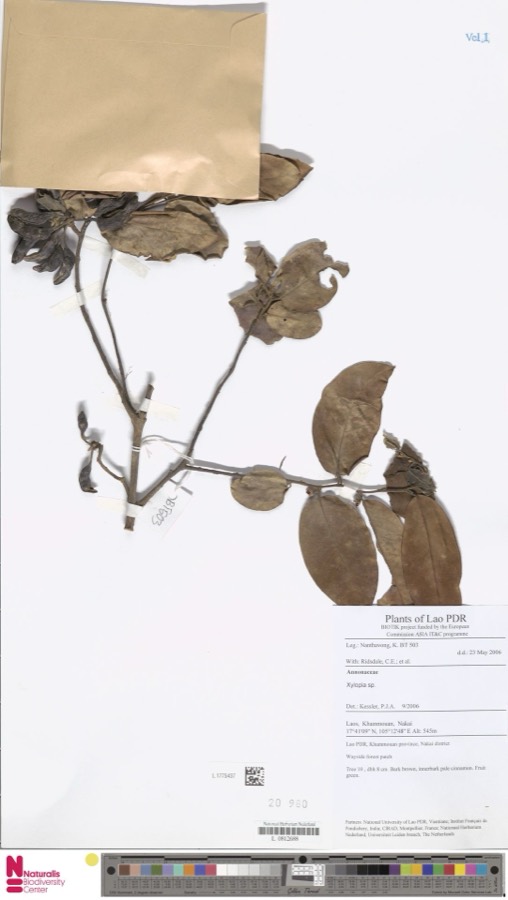 Ảnh minh hoạ Dẻn (Xylopia vielana) 3
