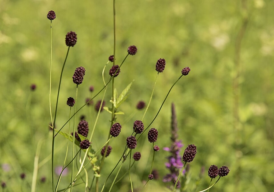 Ảnh minh hoạ Địa Du (Sanguisorba officinalis) 4