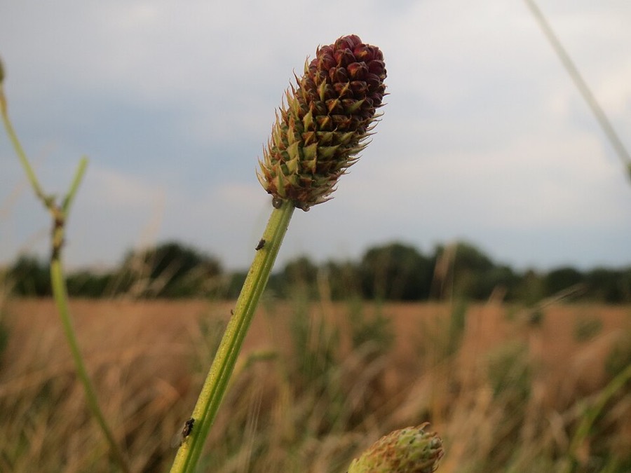Ảnh minh hoạ Địa Du (Sanguisorba officinalis) 5