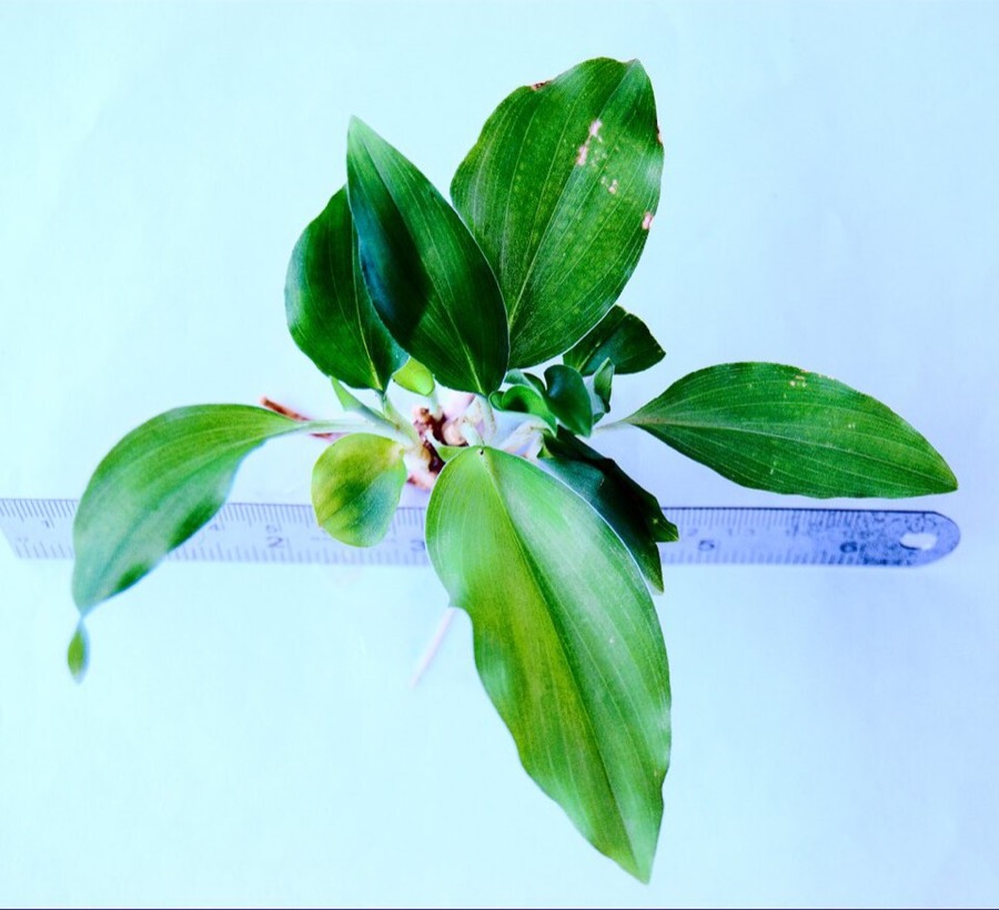 Ảnh minh hoạ Địa Liền (Kaempferia galanga) 4