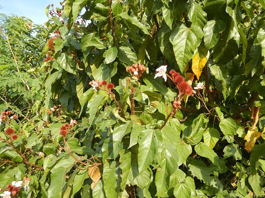 Ảnh minh hoạ Điều Nhuộm (Bixa orellana) 4