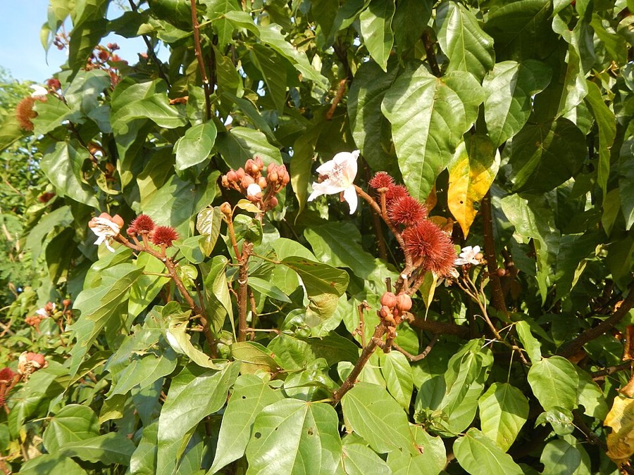 Ảnh minh hoạ Điều Nhuộm (Bixa orellana) 5