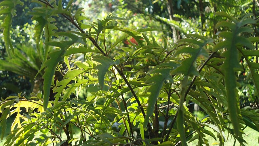 Ảnh minh hoạ Đinh Lăng (Polyscias fruticosa) 4