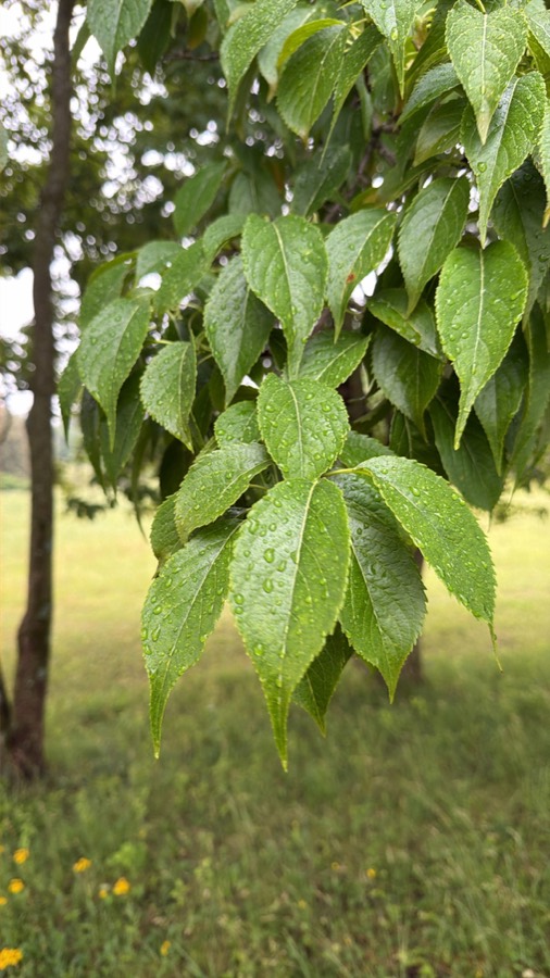 Ảnh minh hoạ Đỗ Trọng (Eucommia ulmoides) 4