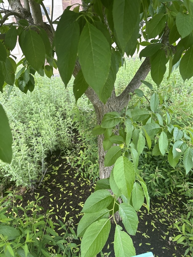Ảnh minh hoạ Đỗ Trọng (Eucommia ulmoides) 5