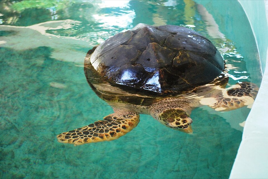 Ảnh minh hoạ Đồi Mồi (Eretmochelys imbricata) 4