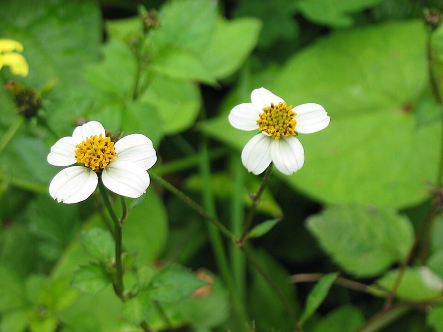 Ảnh minh hoạ Đơn Buốt (Bidens pilosa) 1