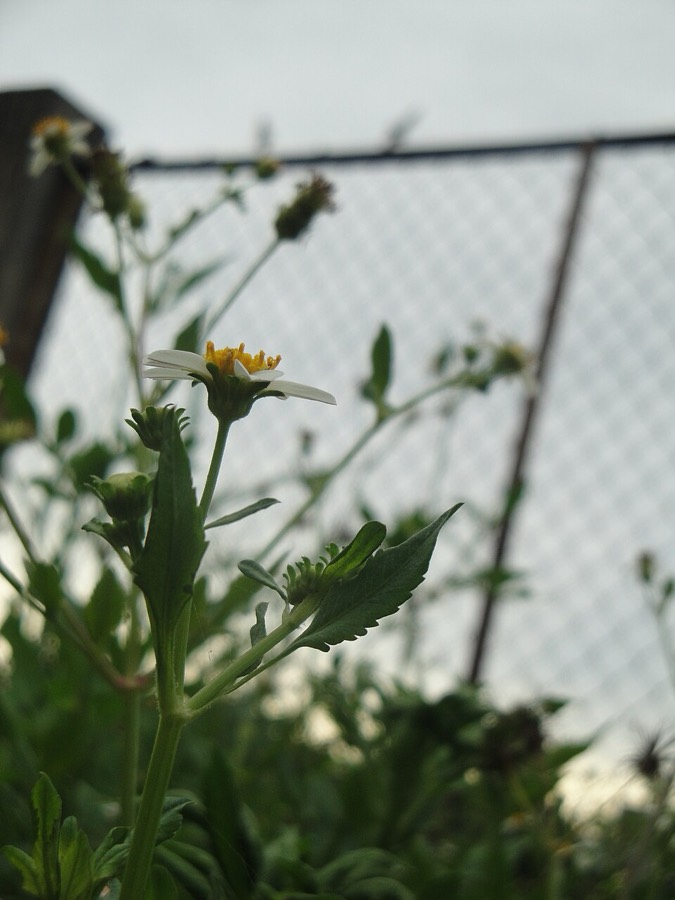 Ảnh minh hoạ Đơn Buốt (Bidens pilosa) 2