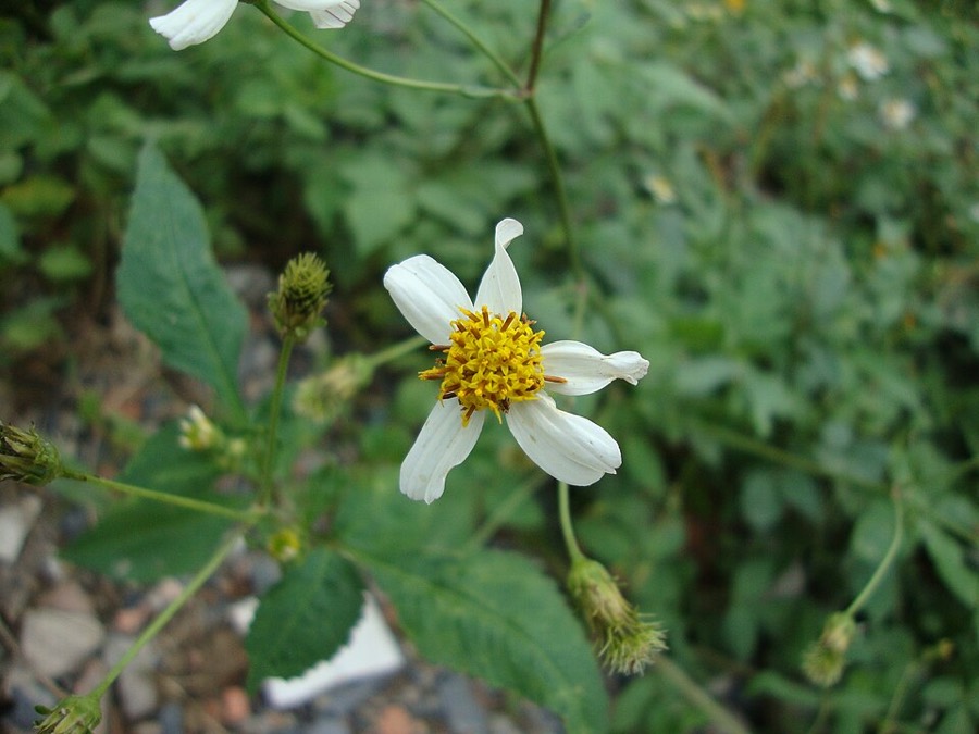Ảnh minh hoạ Đơn Buốt (Bidens pilosa) 3