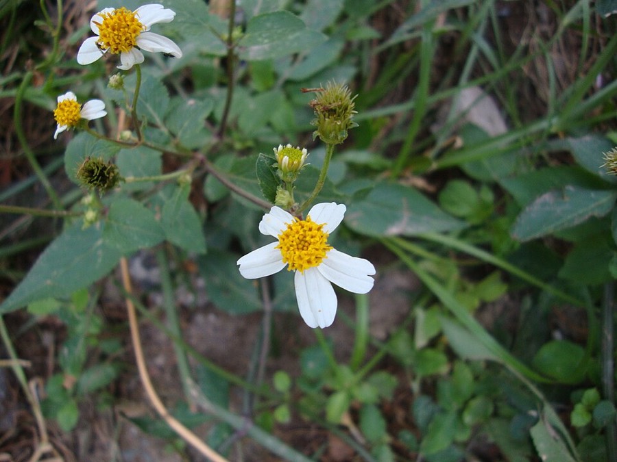 Ảnh minh hoạ Đơn Buốt (Bidens pilosa) 4