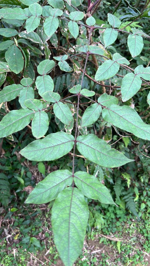 Ảnh minh hoạ Đơn Châu Chấu (Aralia armata) 4