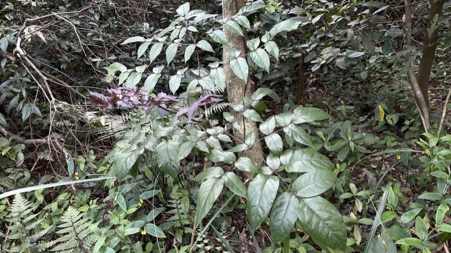 Ảnh minh hoạ Đơn Châu Chấu (Aralia armata) 5