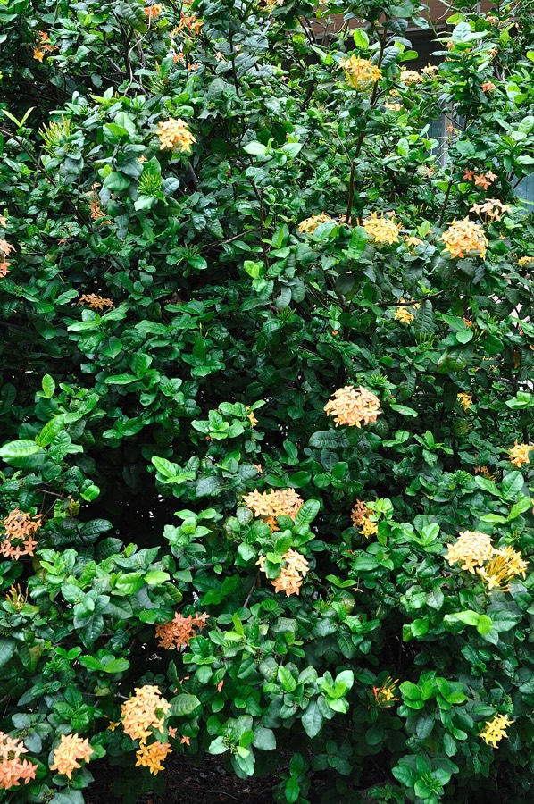 Ảnh minh hoạ Đơn Đỏ (Ixora coccinea) 4