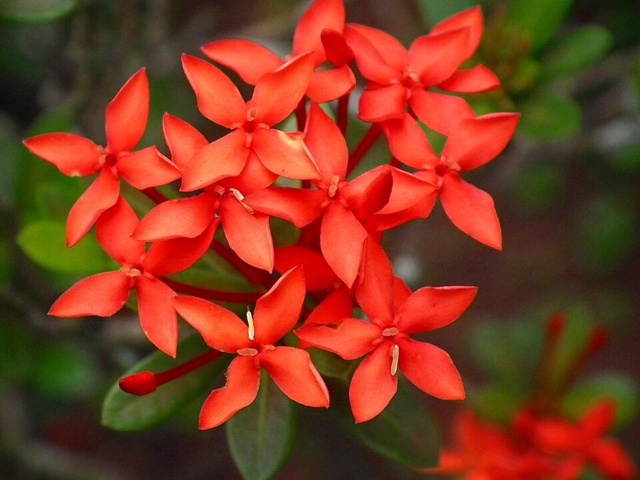 Ảnh minh hoạ Đơn Đỏ (Ixora coccinea) 5